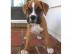 Sch�ne Boxerwelpen 12 Wochen. 