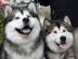 Alaskan Malamute
