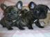 Blaue Franz�sische Bulldoggen Welpen abg