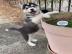 sch�ne Siberian Husky Welpen