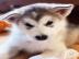 Alaskan Malamute Welpen. 