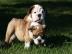 Englische Bulldogge Welpen-KOSTENLOS
