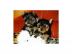 reinrassige Yorkshire Terrier Welpen (k