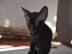 Sch�ne Sphynx K�tzchen