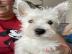 West Highland White Terrier Welpen zu ve