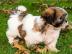 Sehr s��er Shih Tzu Teddyb�r