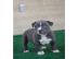 American Pitbull-Welpen (Blueline)