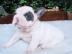 franz�sisch Bulldogge welpen