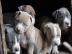 Reinrassige pitbull blueline w