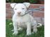 AMERICAN PITBULL terrier Welpen