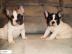 franz�sische bulldogge
