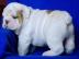 Bulldogge