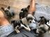 Traumhaft sch?ne Golden Retriever Welpen