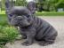 Franz�sische bulldogge Welpen