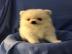Zwergspitz Pomeranian Welpen