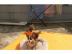 Tea cup mini Chihuahua Welpe r�de