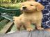 Atemberaubende Golden Retriever Welpen f