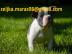 Franz�sische Bulldogge mit deutscher Ahn