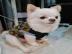 MINI -Chihuahua-Welpen