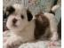 2 Shih Tzu Welpen zu verkaufen