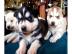 Unsere Siberian Husky Welpen aus Champio