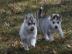 Sch�ne Reinrassige Siberian Husky Welpen