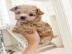 Intelligente Maltipoo-Welpen **KOSTENLOS
