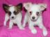Mini Chihuahua Welpen