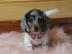 Dachshund Welpen verf?gbar WhatsApp
