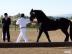 Superbrave Friesen x Welshcop Jungstute