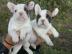 Franz�sische Bulldogge welpen,Welpe,mit