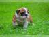 wundersch�ne,typgerechte Englische Bulld