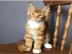 Baby kitten mit papieren