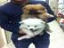 Super s??e Pomeranian Zwergspitz Welpe -