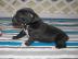 Typvolle Boxer Welpen in sehr sch�nem