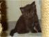 S�sse BKH Kitten mit Stammbaum in gold t