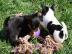 Wundersch�ne Chihuahua Welpen