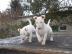 3 wundersch�ne Miniatur Bullterrier Welp
