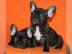 Franz�sische Bully Welpen mit Papiere