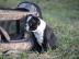 Wundersch�ner Boston Terrier