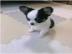 Chihuahua Welpen Chihuahua welpen Ahnen
