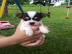 Mini Chihuahua Welpen verf?gbar