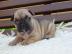 Franz�sische bulldogge babys