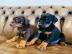 Dobermann Welpen