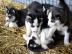 Blauen Augen Siberian Husky