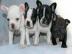 Fran�sische Bulldoggen 4 Jungs und 3 M�d