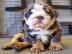 Sweet puppies for sale