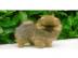 Wundersch�ne kleine Pomeranian Welpen in