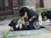 CHIHUAHUA-Welpen, R�den&H�ndinnen,mit Ah