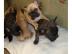 S��er Franz�sisch Bulldogge-Welpen